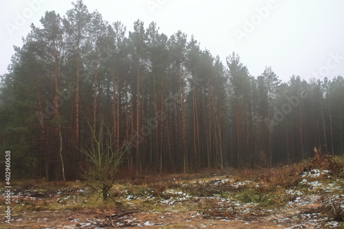 Fog in the felling of the forest. Spruce grew in place of the pile. The edge of the forest with a view of the clearing.