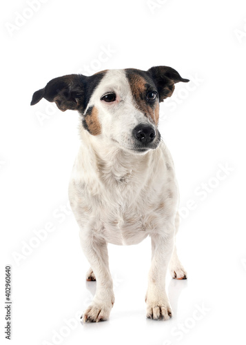 Fototapeta Naklejka Na Ścianę i Meble -  jack russel terrier