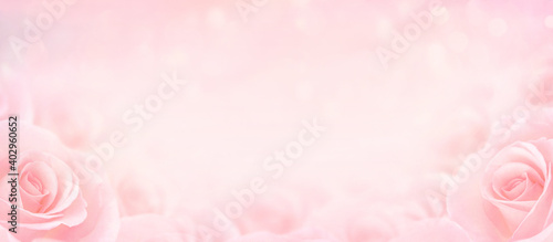 Pink Rose flowers with blurred sofe pastel color background for love wedding and valentines day.