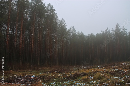 Fog in the felling of the forest. Spruce grew in place of the pile. The edge of the forest with a view of the clearing.