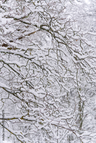 Winter landscape. tree branch under snow in winter snowing day