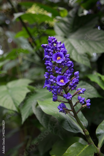 Hawaiian Tropical Purple Stock Flower