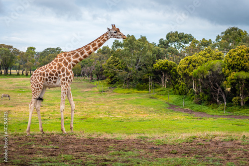 Photography giraffe in the zoo
