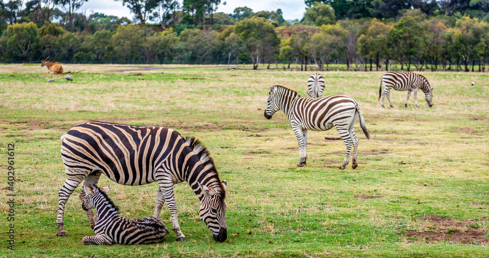 Naklejka premium zebra in the grass