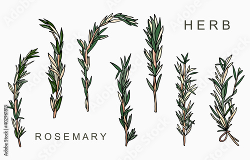 Line herbal collection with rosemary.Vector illustration for icon,sticker,printable and tattoo