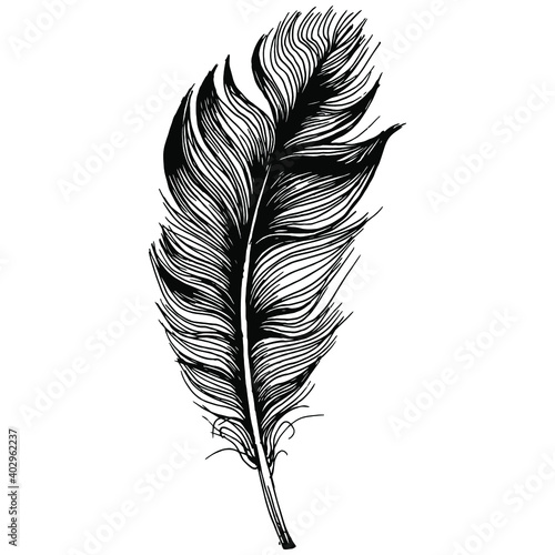 Bird feather from wing isolated. Isolated illustration element. Vector feather for background, texture, wrapper pattern, frame or border.
