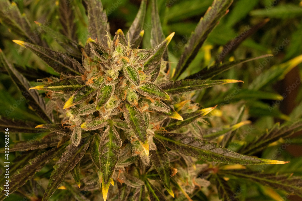 Detail of a Green Crack Variety Marijuana Plant. A close view of a cannabis plant. Details of sugar leaf, flower, calynx and pistils. Backdrop for medical marijuana information, botany info, pot smoki Detail of a Green Crack Variety Marijuana Plant. A close view of a cannabis plant. Details of sugar leaf, flower, calynx and pistils. Backdrop for medical marijuana information, botany info, pot smoki