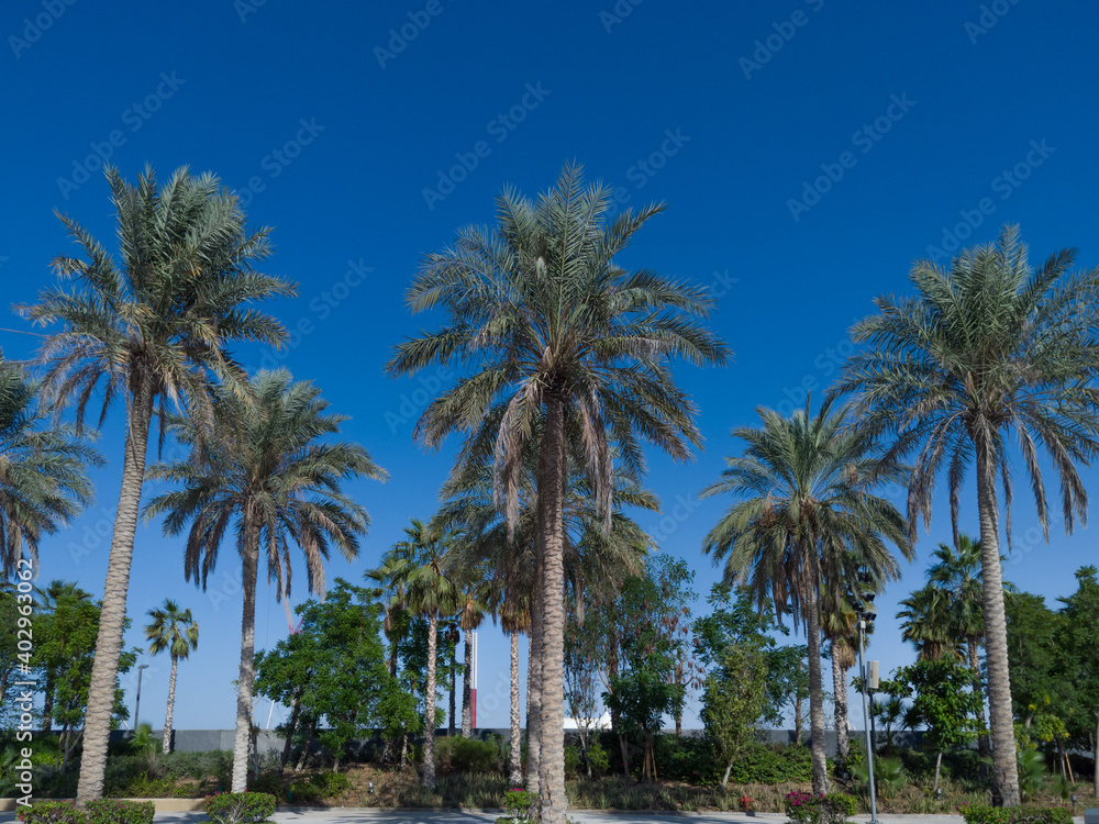 View of beautiful Palm Trees around the Sunny Blue Skies | Tropical Vacation in Dubai | Palm tree on the background 