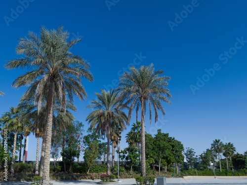 View of beautiful Palm Trees around the Sunny Blue Skies   Tropical Vacation in Dubai   Palm tree on the background 