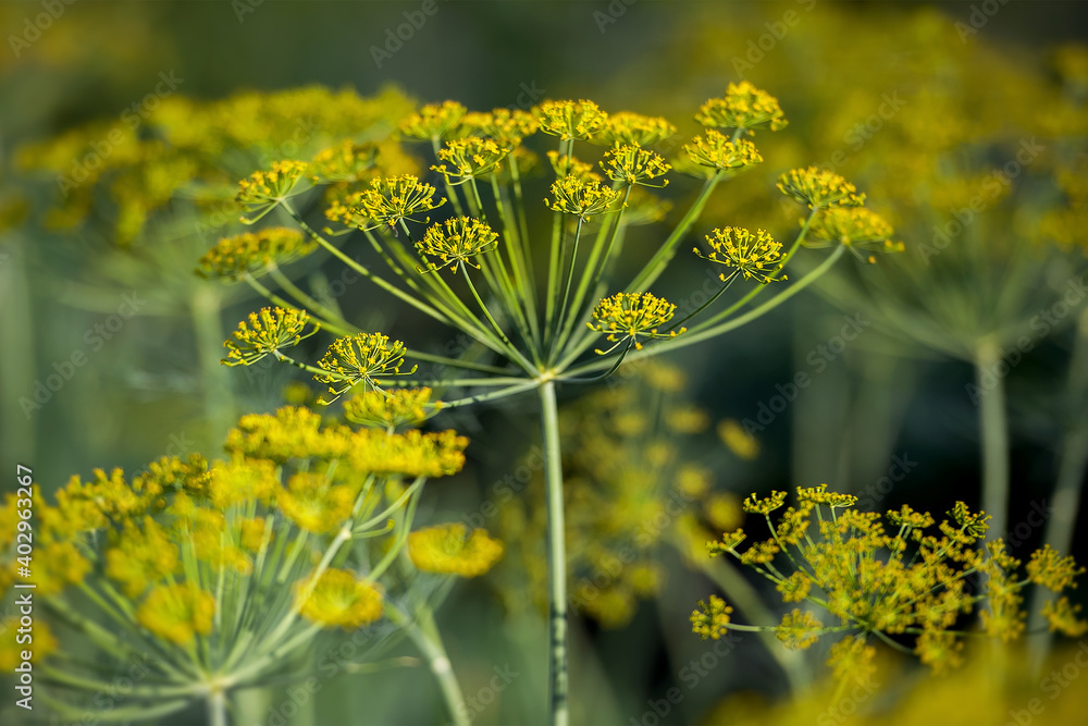 Fototapeta premium Fresh dill (Anethum graveolens) growing on the vegetable bed. Annual herb, family Apiaceae. Growing fresh herbs. Green plants in the garden, ecological agriculture for producing healthy food concept