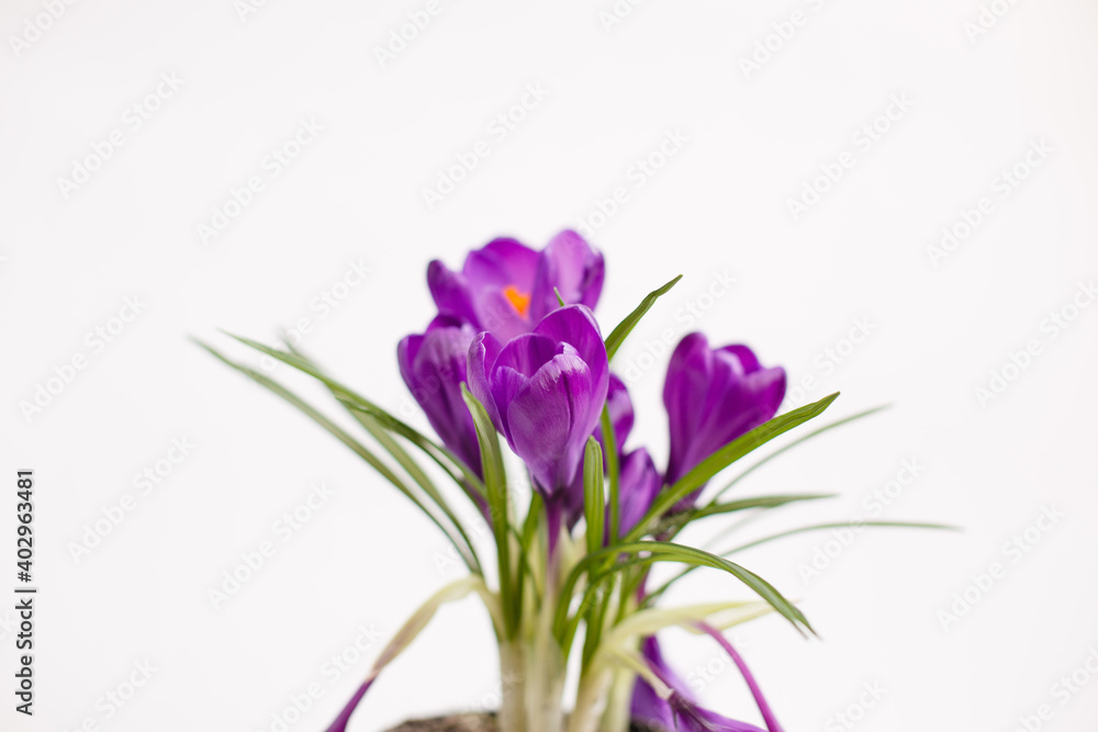 Purple crocus flower in a pot on white background. Isolated crocus. Spring flower. Easter mood Purple crocus flower in a pot on white background. Isolated crocus. Spring flower. Easter mood