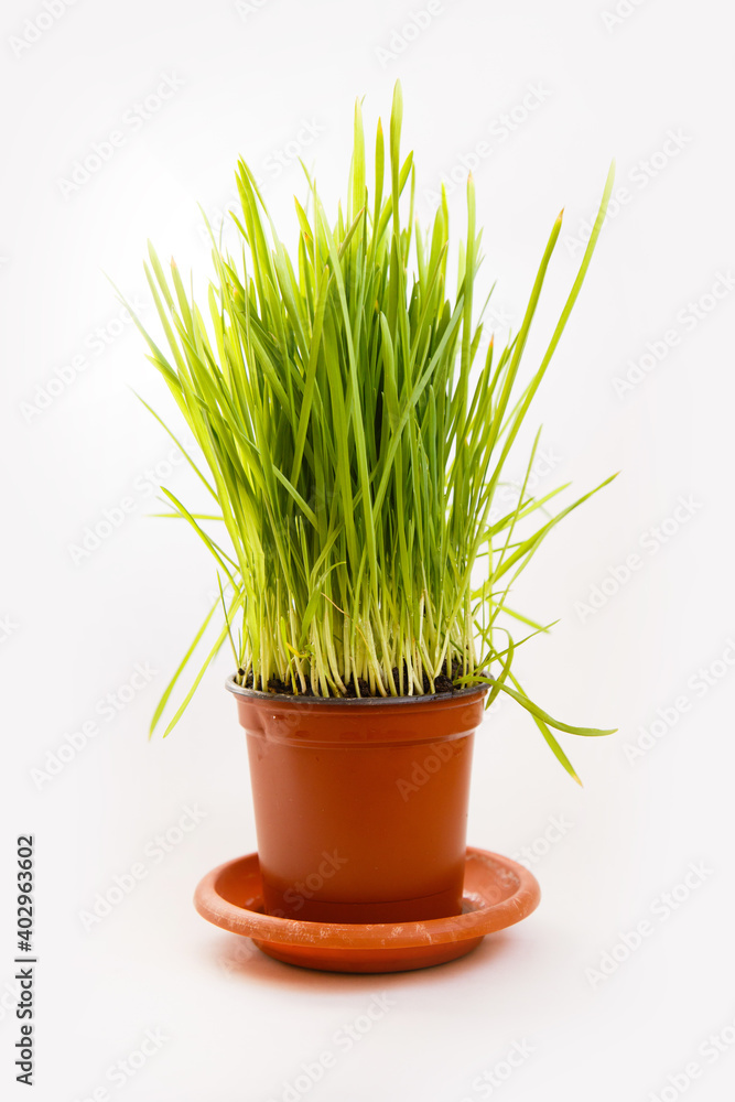 Green young fresh grass on white background. Spring mood. Easter objects. oats grass Green young fresh grass on white background. Spring mood. Easter objects. oats grass