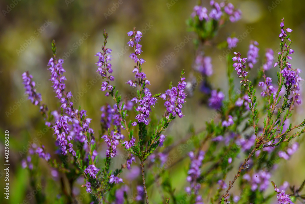 Naklejka premium Selective focus photo. Ling heather flowers, calluna in forest.
