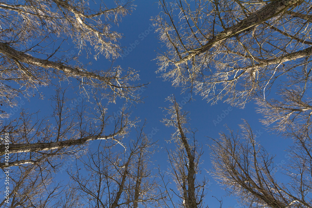 Looking up in an black poplar forest during on a blue sky. Low angle shot. Looking up in an black poplar forest during on a blue sky. Low angle shot.