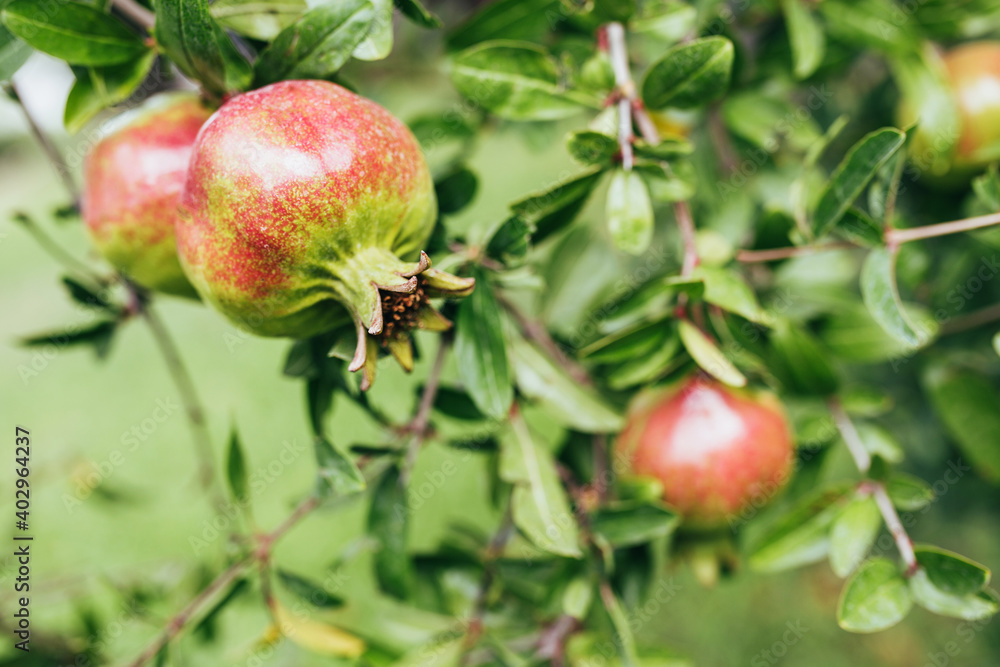 Pomegranate fruits ripen on a tree branch - vitamin dynamite for a cocktail - pomegranate juice Pomegranate fruits ripen on a tree branch - vitamin dynamite for a cocktail - pomegranate juice