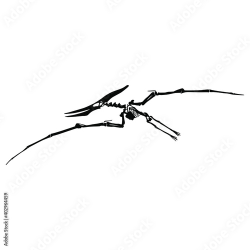 Vector skeleton of extinct ancient flying reptile pteranodon. Isolated black silhouette on white background.