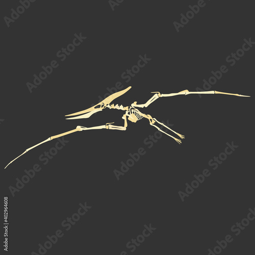 Vector skeleton of extinct ancient flying reptile pteranodon. Isolated beige image on dark background.