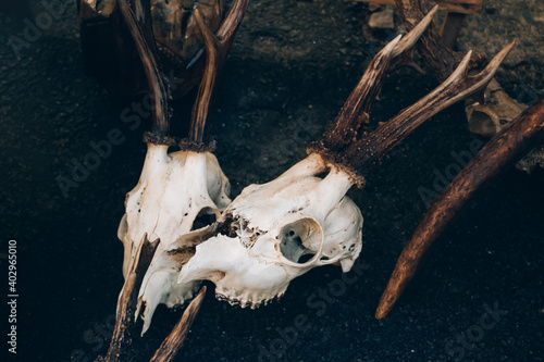 Fototapet Roe deer skulls with antlers on the ground