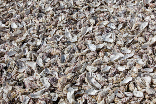 Thousands of empty shells of eaten oysters discarded on sea floor in Cancale, famous for oyster farms. Brittany, France