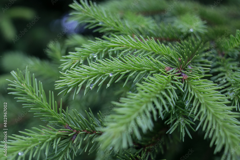 pine needles