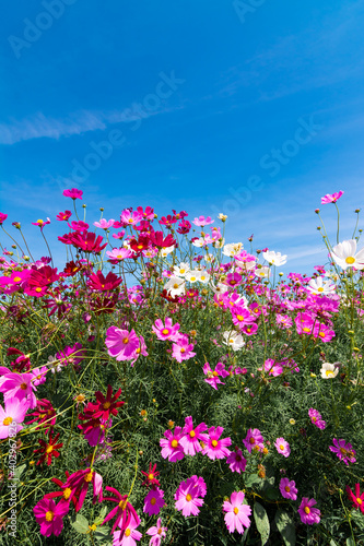 Pink cosmos flower blooming beautiful vivid natural summer in the garden