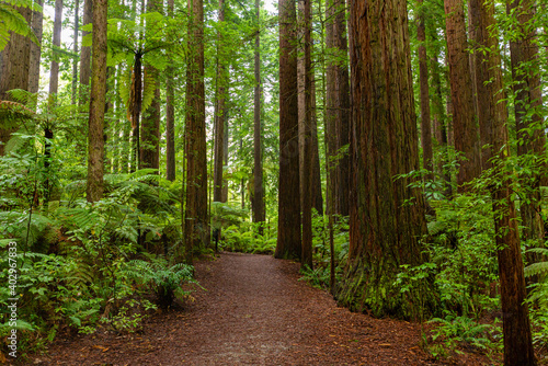 Redwoods forest walk in Rotorua, New Zealand 