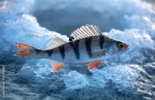 Perch fish on the ice of the lake