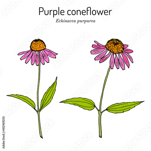Purple coneflower echinacea purpurea , medicinal plant