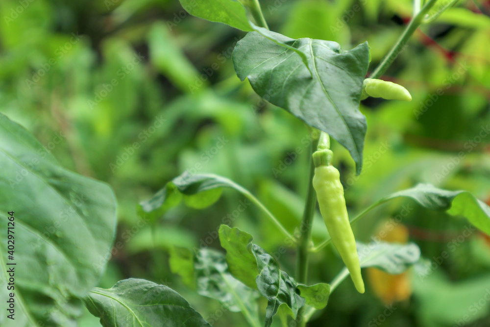 macro photo chili plant in the garden macro photo chili plant in the garden
