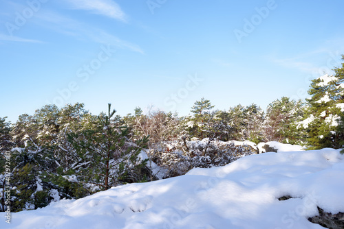 Wallpaper Mural Snowy landscape in Fontainebleau forest   Torontodigital.ca