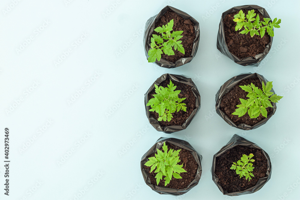 Young flower petunia seedlings in small plastic pots on blue background. Young flower petunia seedlings in small plastic pots on blue background.