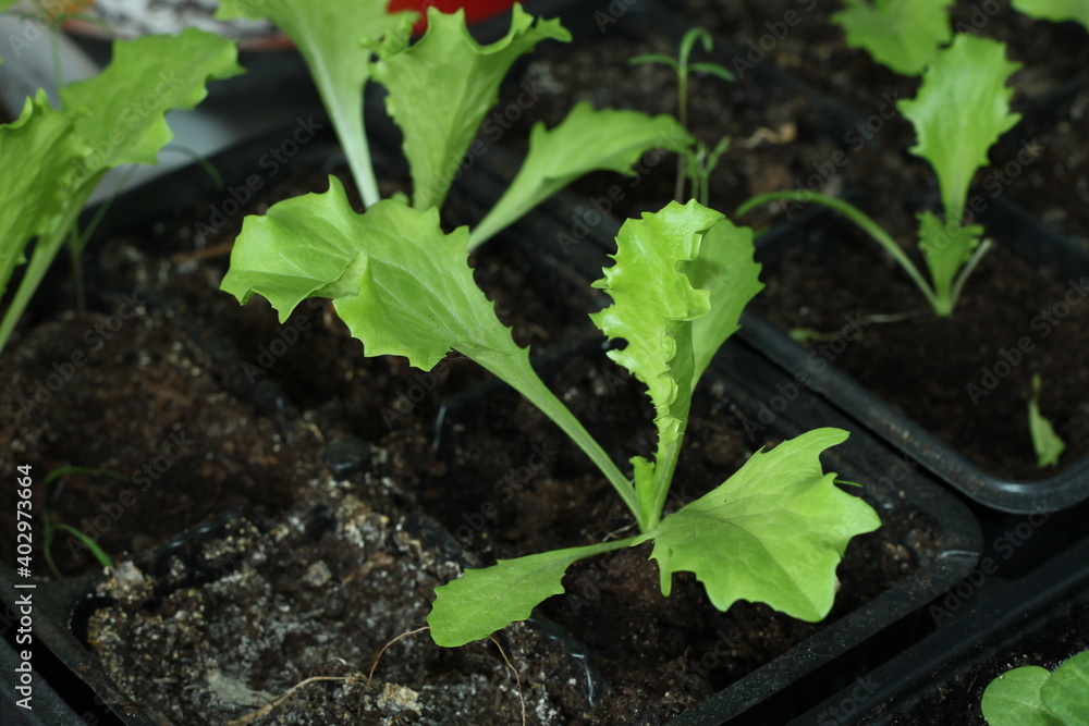 lettuce seedlings in pot. Top view lettuce seedlings in pot. Top view