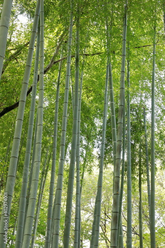 竹林  © kiyoshi.h