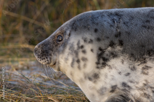 side view close-up young gray seal (halichoerus grypus)