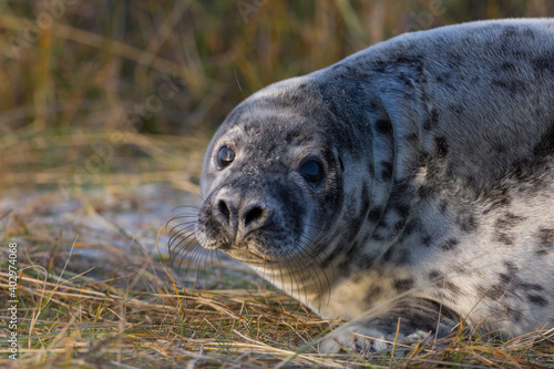 close-up young gray seal (halichoerus grypus) in grassland