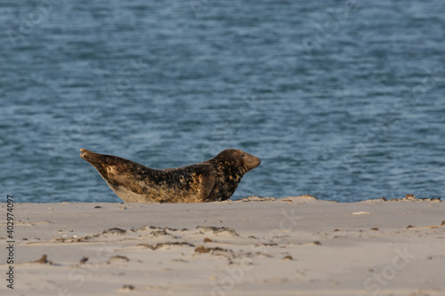 male gray seal (halichoerus grypus) lying in sand at shore © Pascal Halder
