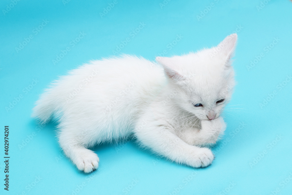 Small white kitten lying and biting its paw, with blue and green eyes on blue background