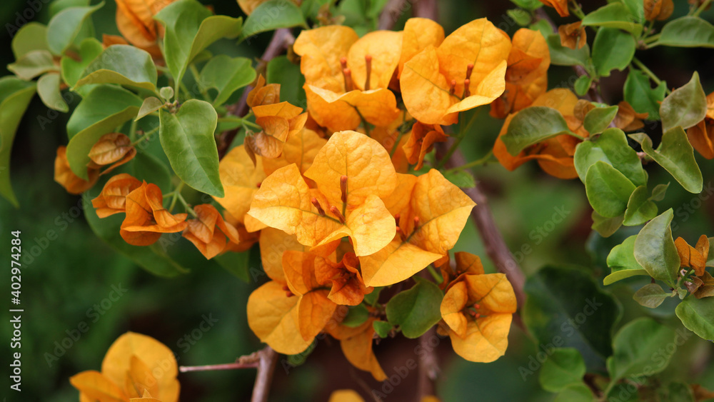 Orange - gold Great bougainvillea plant growing in a garden. Bougainvillea spectabilis Orange - gold Great bougainvillea plant growing in a garden. Bougainvillea spectabilis