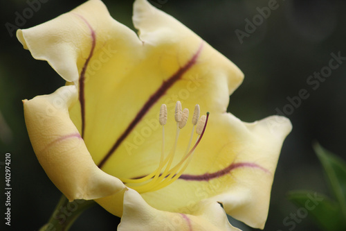 Close up of the petal and stamen of a Solandra maxima flower photo