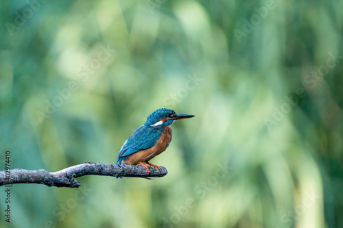 Beautiful blue Kingfisher bird, male Common Kingfisher, sitting on a branch, side profile