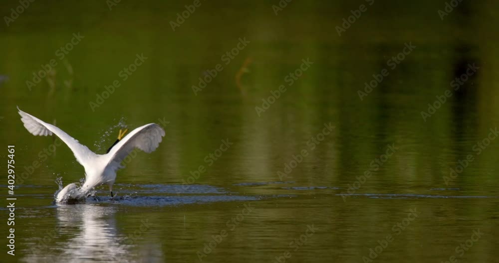 The little egret is hunting on the Drava River The little egret is hunting on the Drava River