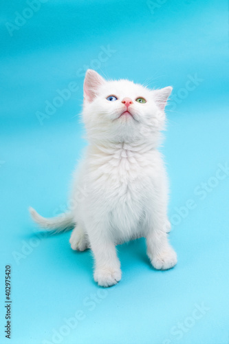 Small white kitten with blue and green eyes sitting on blue background and looking up