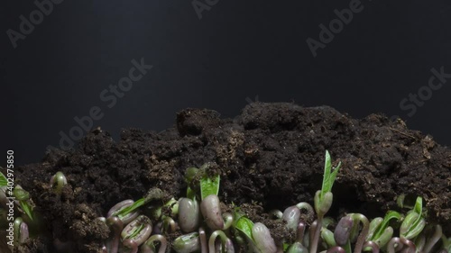 Microgreens isolated on black background. Microgreen bean growing sprouts time lapse. 4k, 25 fps. The mung bean (Vigna radiata), alternatively known as the green gram, maash or moong dal. photo