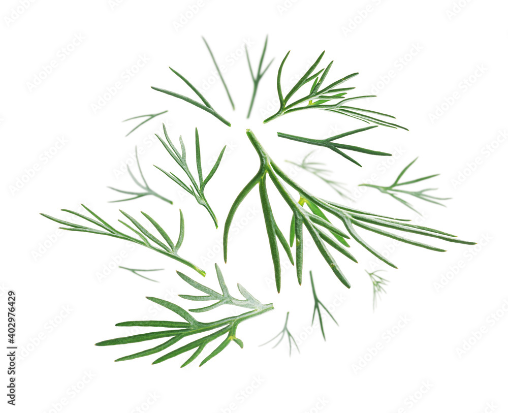 Fototapeta premium Green sprigs of dill levitate on a white background