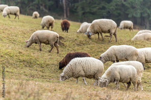 Sheep grazing in the open during a winter afternoon.