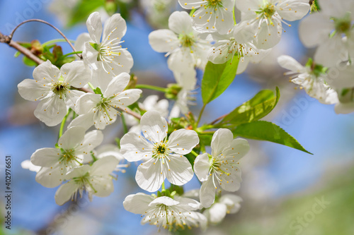 White flowers on a cherry tree in a garden. Spring background