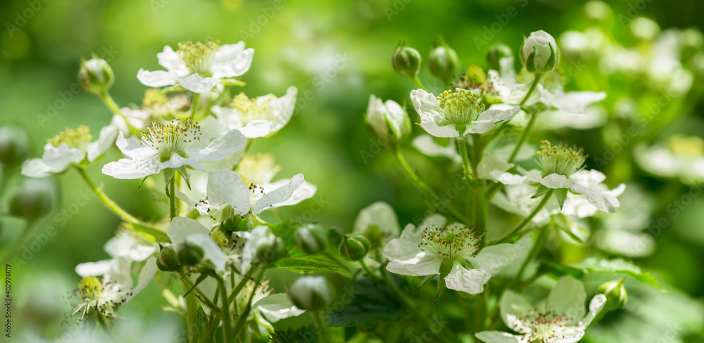 Blooming blackberry bush with white flowers