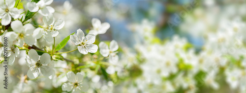 Blooming tree. White flowers on a cherry tree. Spring background © Nitr