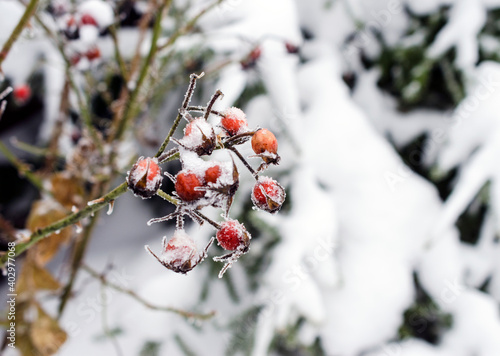 rosehip berries frozen and covered with frost