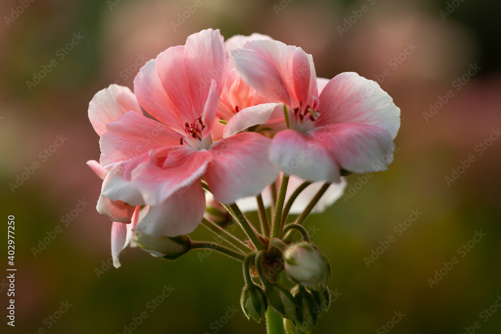 Obraz premium geranium flowers in a garden